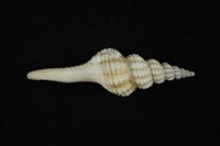 藏品(旋螺)的圖片